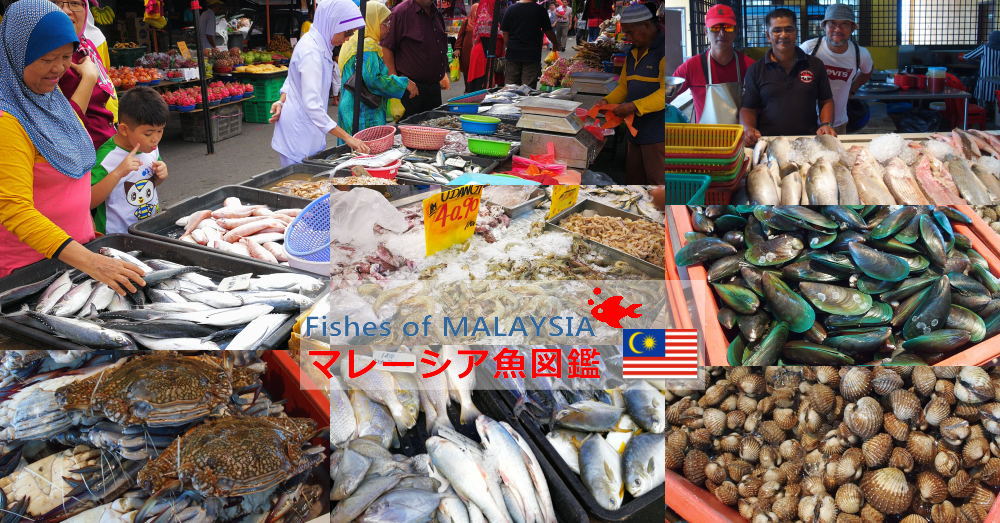 マレーシア魚図鑑