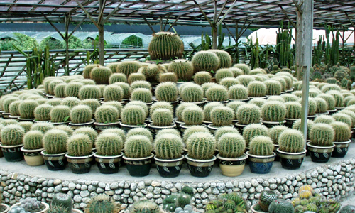 サボテン園　Cactus Valley